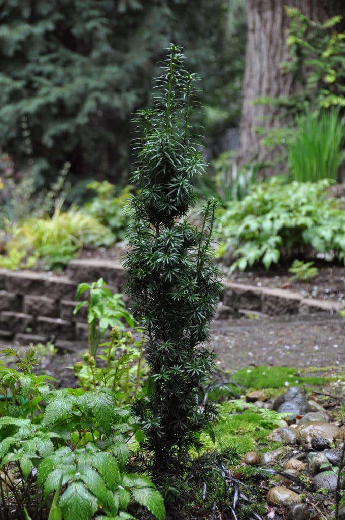 Golden Irish Yew A Tree Garden