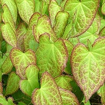 epimedium rubrum photo