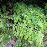 himalayan maidenhair fern photo