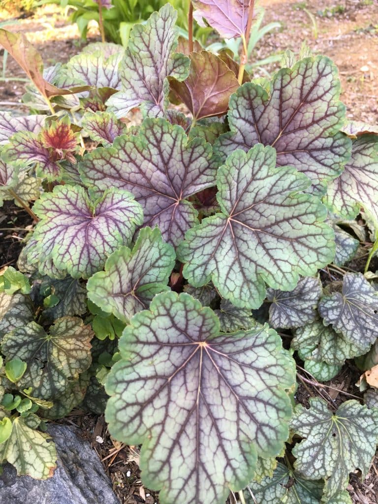 Coral Bells ‘Green Spice’