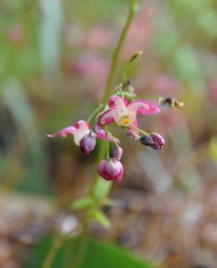 Epimedium rubrum