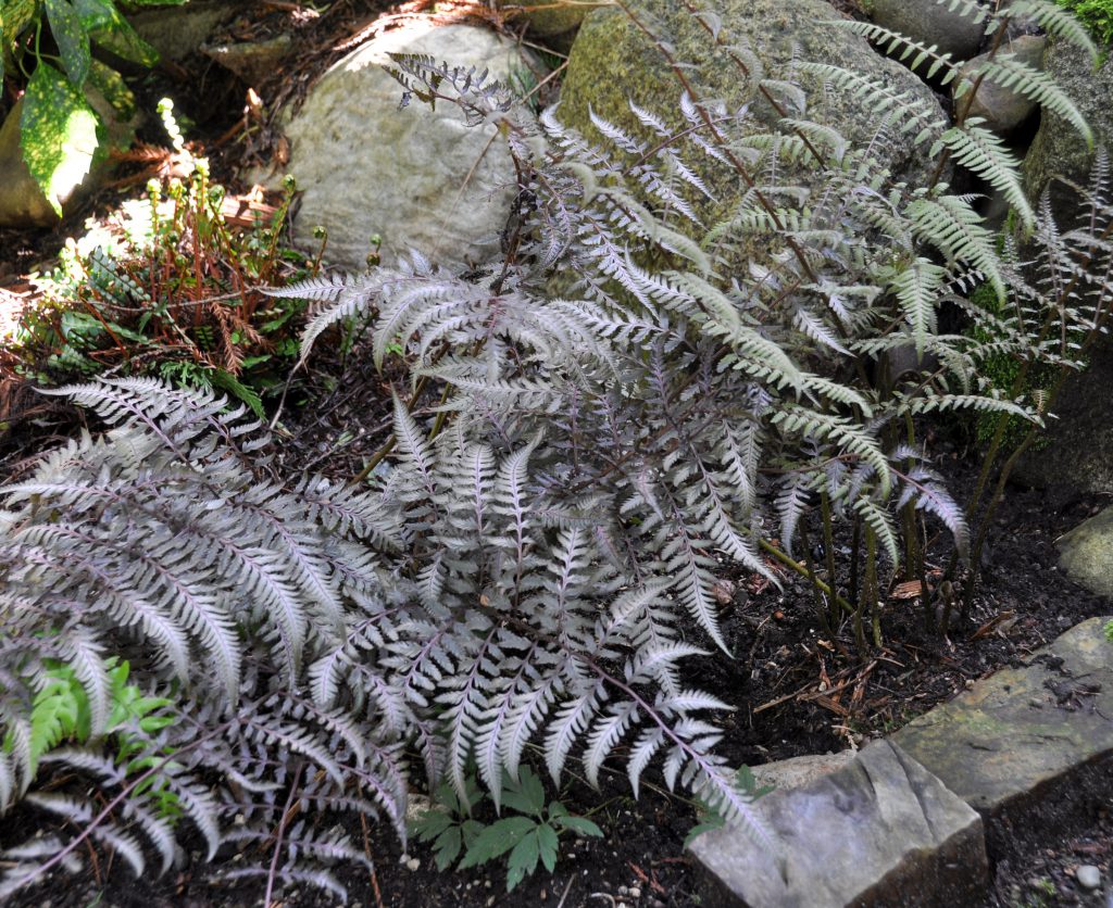 Ghost Fern | A Tree Garden