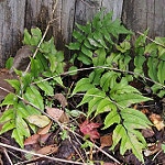 holly fern fortune photo