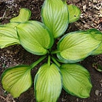 hosta stained glass photo