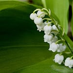 lily of the valley photo
