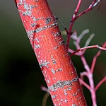 coral bark maple photo