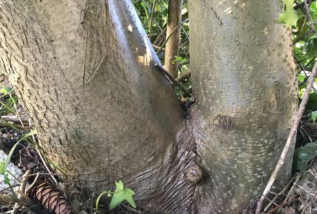 Funny looking English Holly trunk