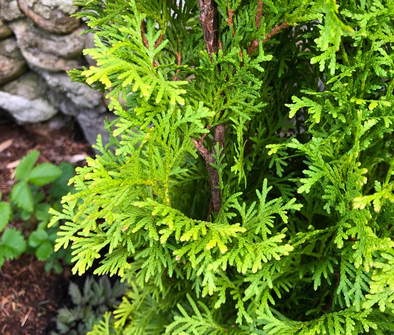 Closeup of Forever Goldy Cedar foliage