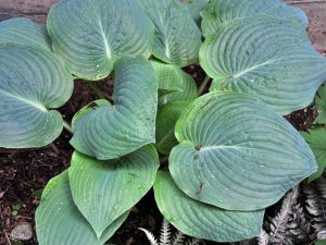 Hosta 'Blueberry Muffin' | A Tree Garden