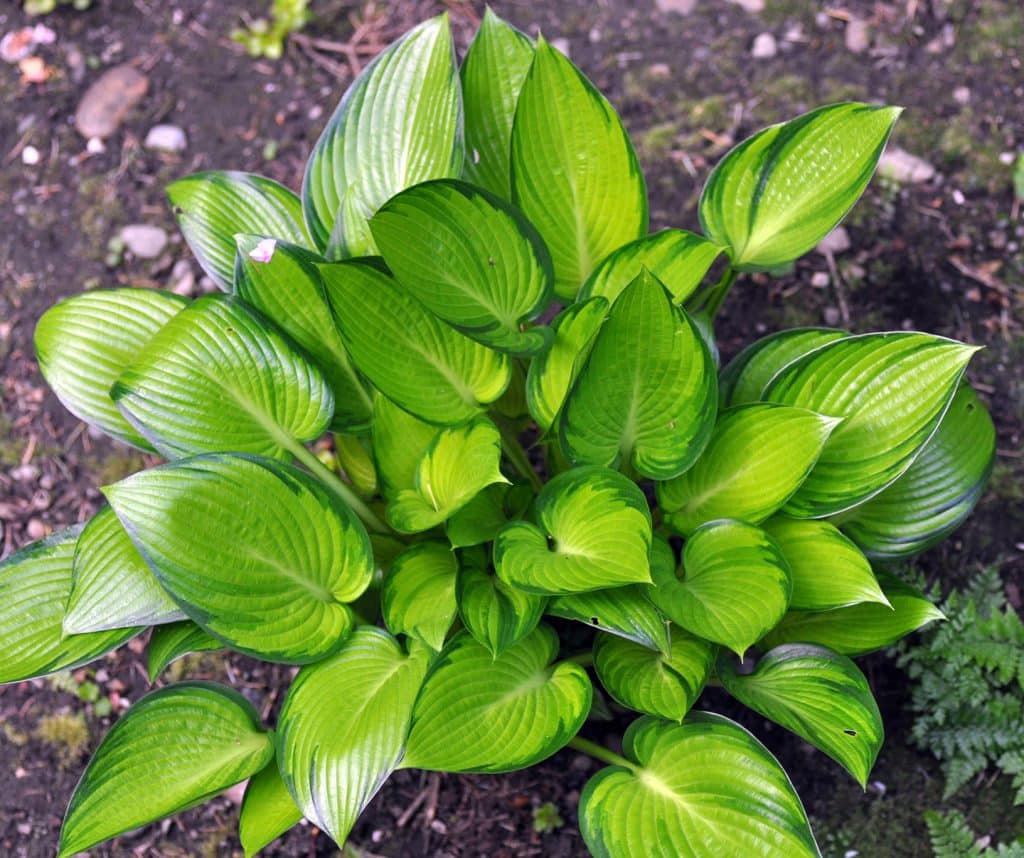 Hosta ‘Stained Glass’