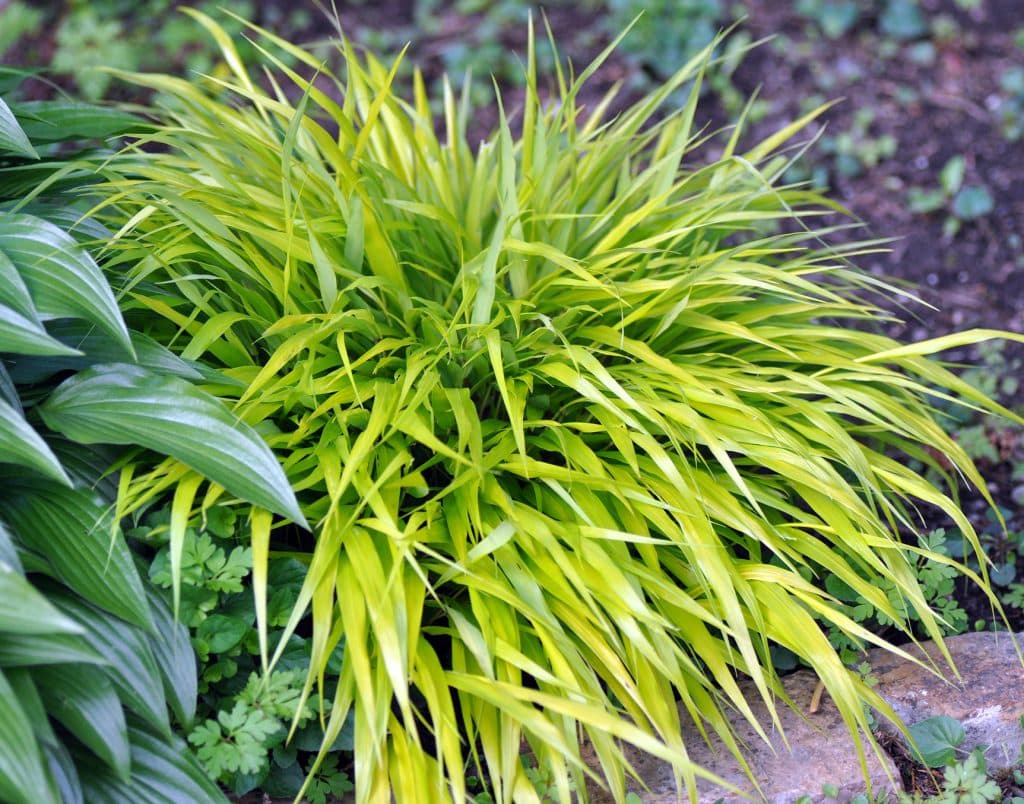 Japanese Forest Grass 'Aureola' | A Tree Garden