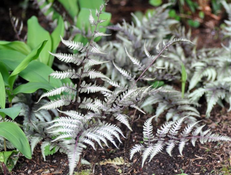 Japanese Painted Fern | A Tree Garden