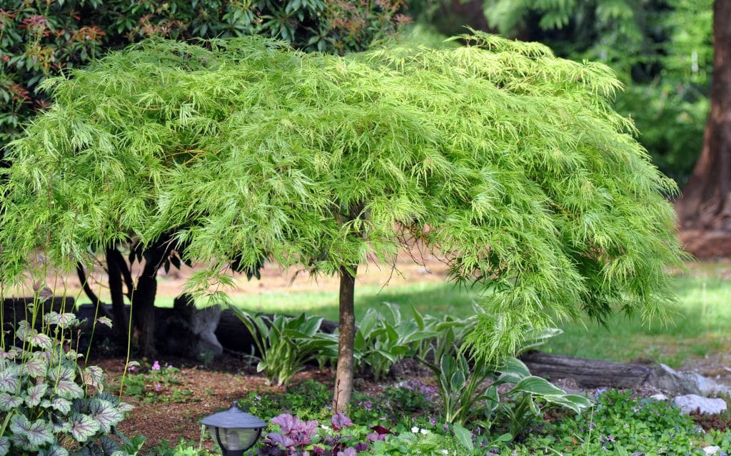 Green Laceleaf Japanese Maple