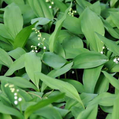 Lily of the Valley