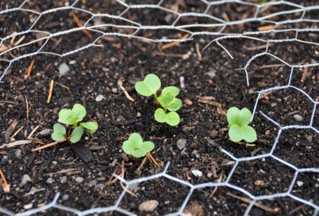 Radish Sprouts