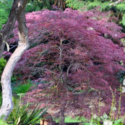 Red Laceleaf Japanese Maple