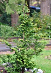 Slender Hinoki Cypress | A Tree Garden