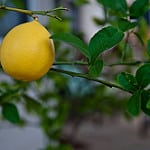 meyer lemon photo