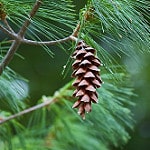 eastern white pine photo