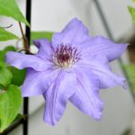 Clematis 'Violet Charm'