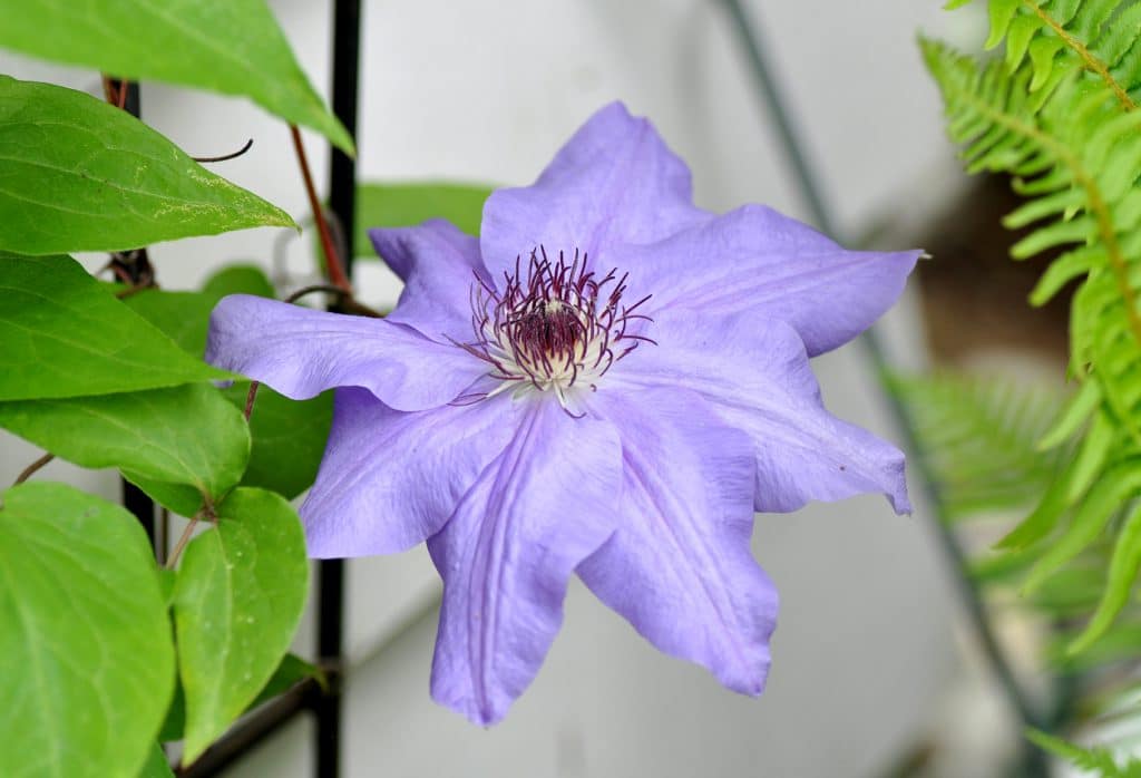 Clematis ‘Violet Charm’