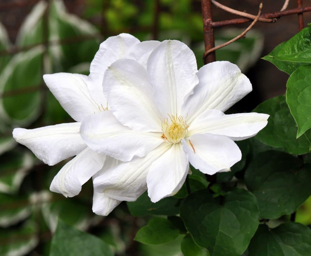 Clematis ‘Candida’