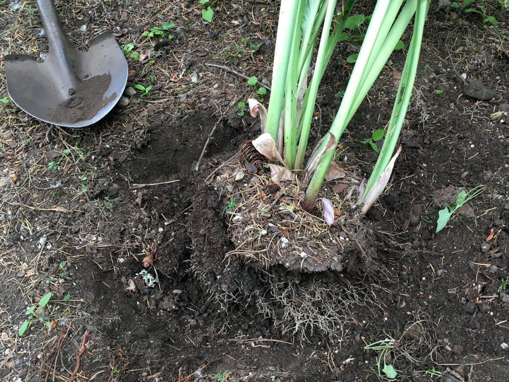 Digging around the roots