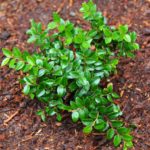 Evergreen Huckleberry