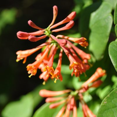 Scarlet Honeysuckle