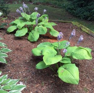Hosta Transplant in the Foreground