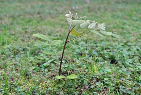 Black Locust