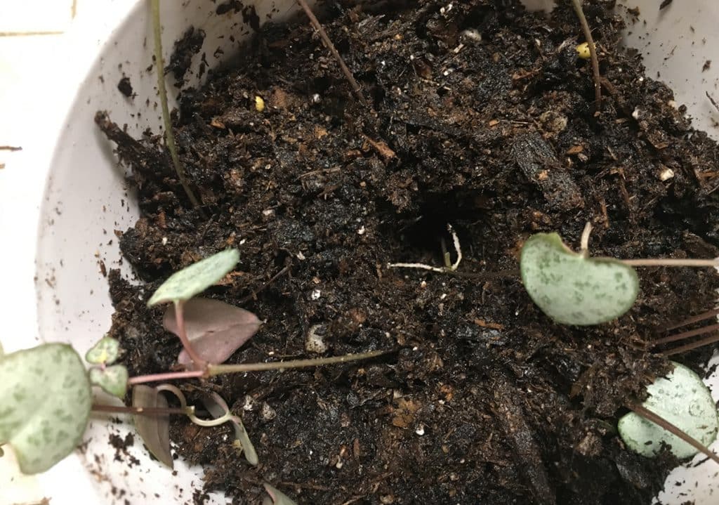 String of Hearts vine placed in hole