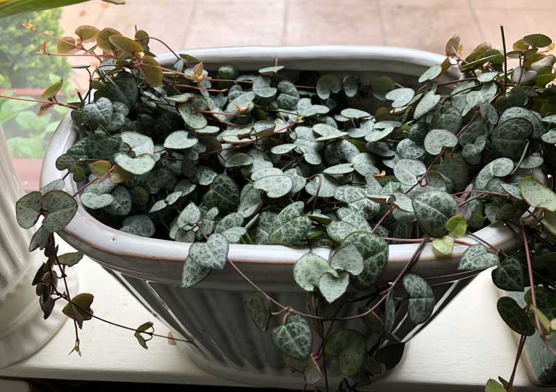 Planter filled with String of Hearts plants.