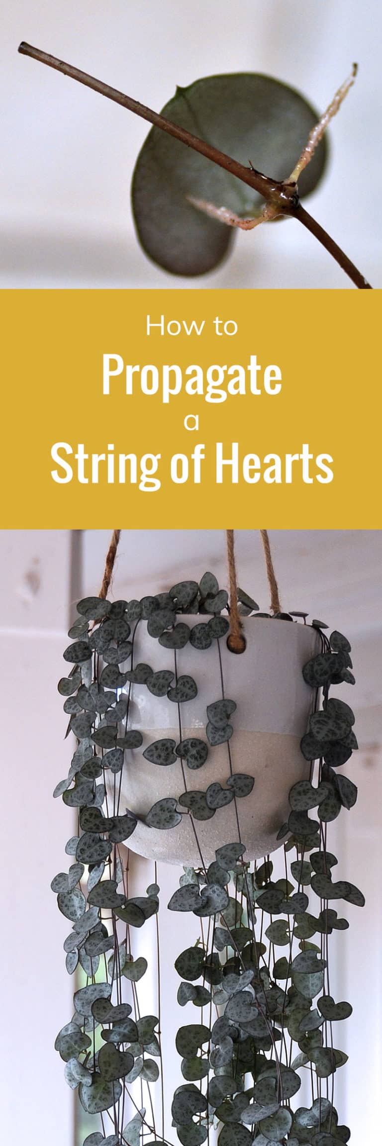 How to: Propagate a String of Hearts | A Tree Garden