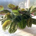 Red Maranta