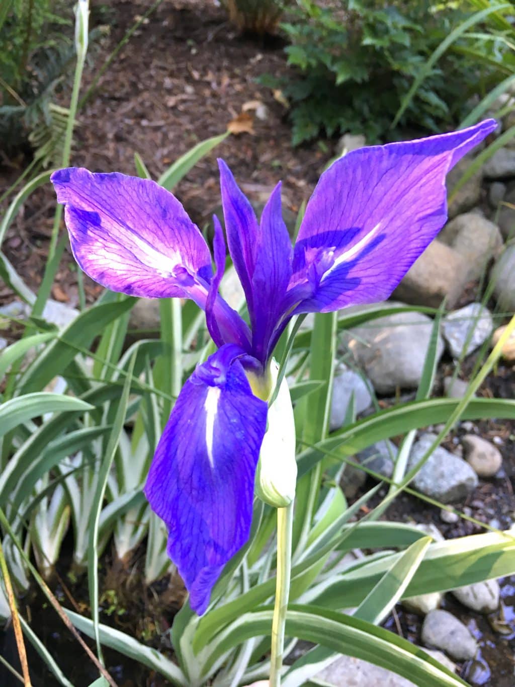 Striped Water Iris