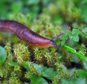 Slug in the moss
