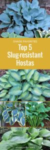 5 Favorite Slug-resistant Hostas | A Tree Garden