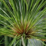 Cyperus photo