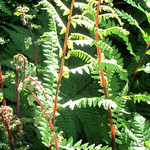 lady in red fern photo