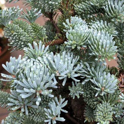 Subalpine Fir 