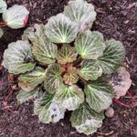 Maroon Beauty Saxifrage