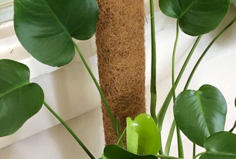 How to: Make a Coir Pole for Monstera