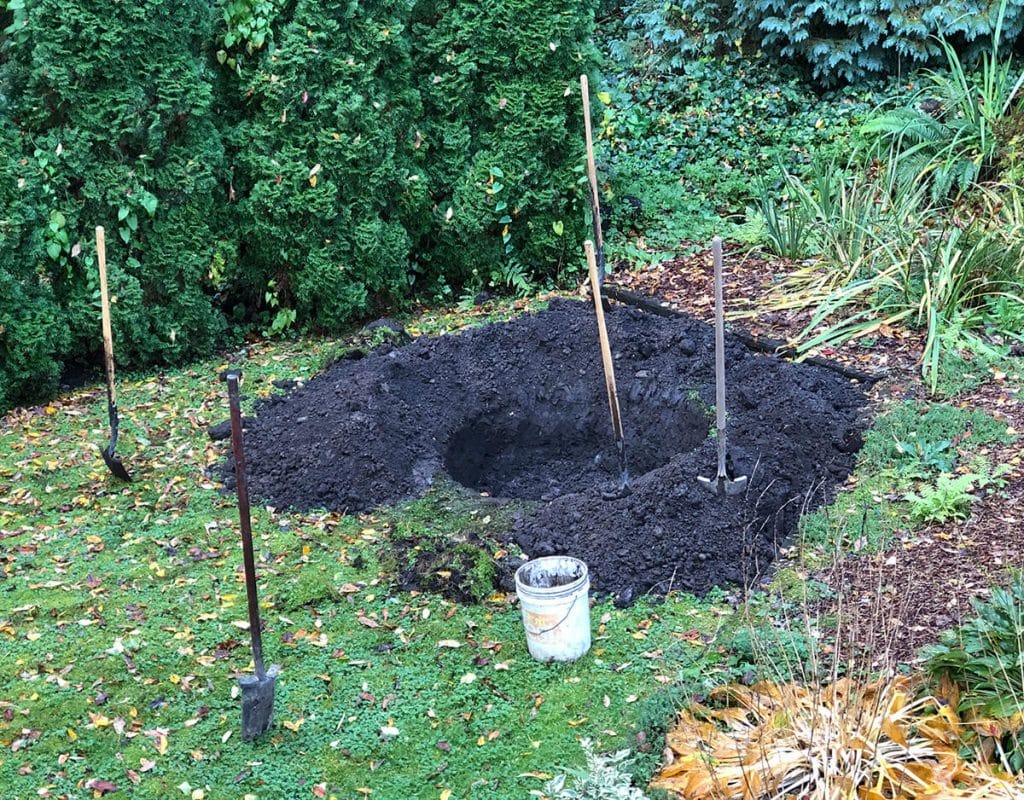 big tree planting hole