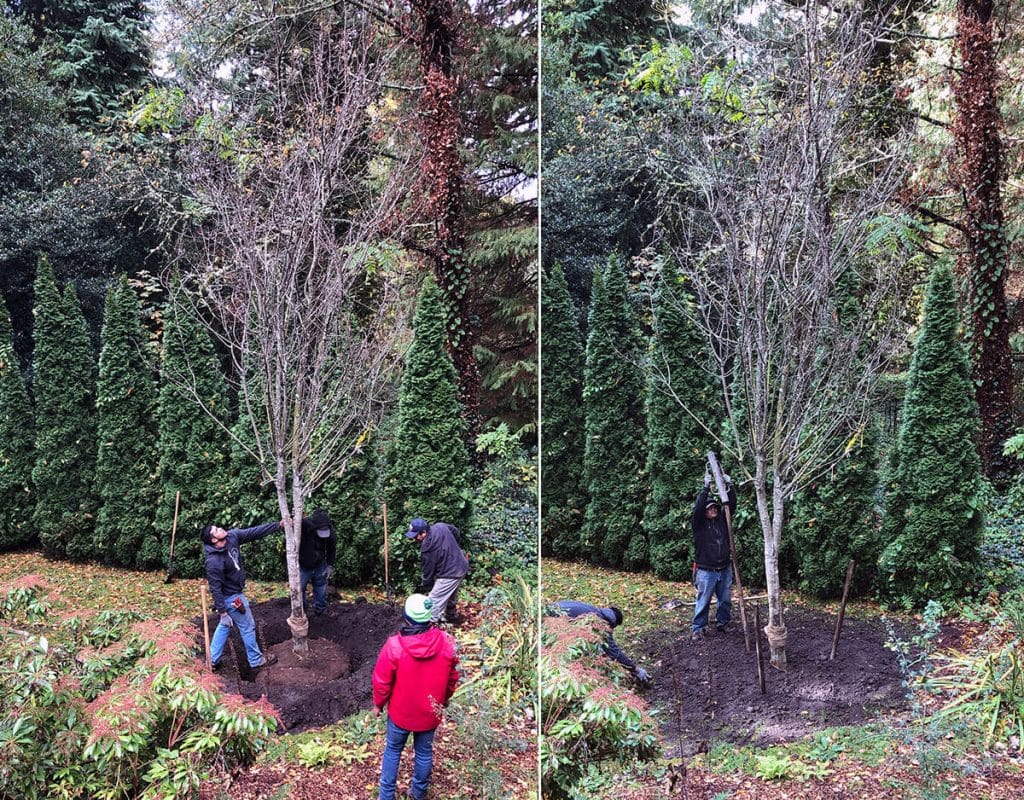big tree placement and staking