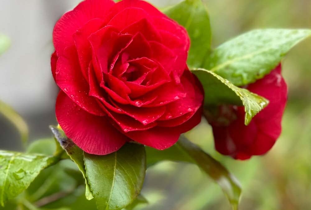 Nuccio’s Bella Rossa Camellia