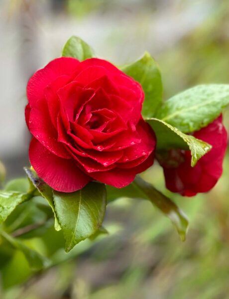 Closeup of a red flower on Nuccio's Bella Rossa Camellia