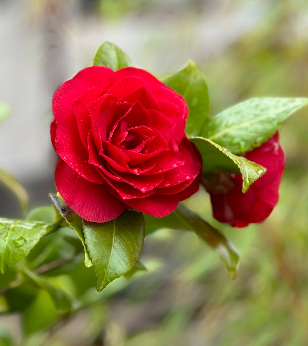 Closeup of a red flower on Nuccio's Bella Rossa Camellia
