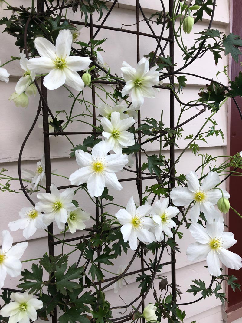 Avalanche Clematis