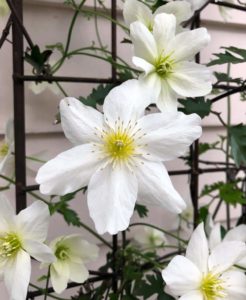 Avalanche Clematis